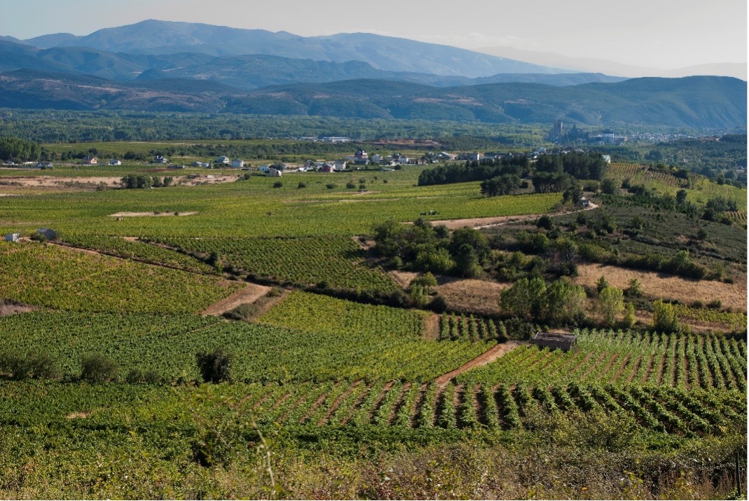 Vineyards of DO Bierzo - © ICEX/Juan Manuel Sanz